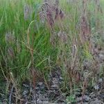 Anisantha tectorum 形態