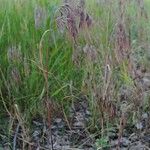 Bromus tectorum Habitatea