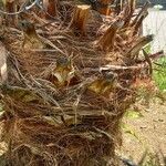 Phoenix canariensis Bark