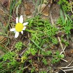 Anthemis secundiramea Anders