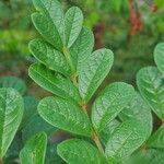 Jacaranda brasiliana Leaf