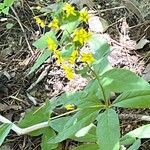 Lysimachia quadrifolia 花