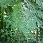 Cyathea arborea Hoja