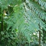 Cyathea arborea Leaf