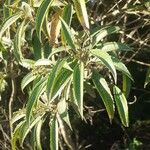 Miconia sellowiana Leaf