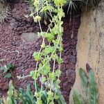 Coleus hadiensis Habit