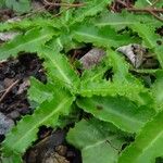 Eryngium foetidum Лист