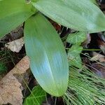 Orchis pallens पत्ता