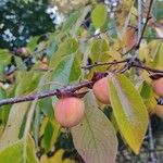 Diospyros virginiana Fruto