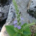 Scutellaria ovata Flower