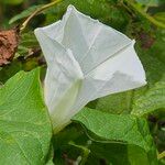 Calystegia silvatica Flors