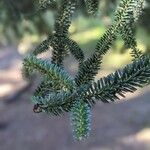 Abies pinsapo Листок