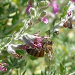 Teucrium marum Flower