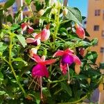 Fuchsia magellanica花