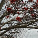 Erythrina caffra Flower