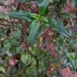 Antirrhinum majus Feuille