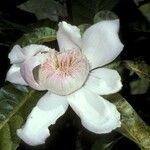 Gustavia augusta Λουλούδι