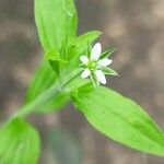 Moehringia trinervia Flower