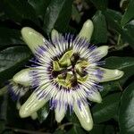 Passiflora caeruleaLorea