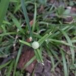 Cyperus richardii फूल