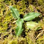 Goodyera oblongifolia Leaf