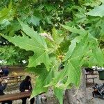 Platanus orientalis Листок