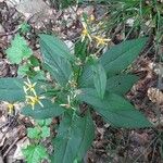 Senecio ovatusFlower