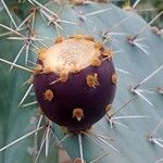 Opuntia streptacantha Fruit