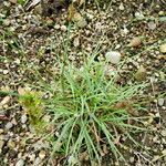 Dianthus basuticus