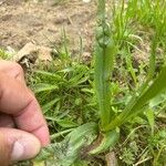 Dactylorhiza insularis Leaf