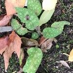 Pulmonaria saccharata Feuille