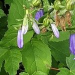 Campanula rapunculoides Žiedas