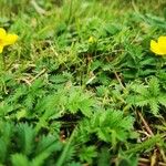 Argentina anserina Habit