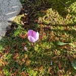 Crocus sativus花