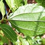 Afromorus mesozygia Leaf