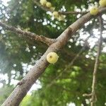 Ficus virens Owoc