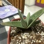 Gasteria excelsa Hostoa