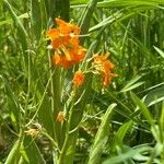 Erysimum virgatum ফুল