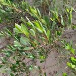 Salix phylicifolia Blatt