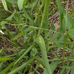 Tragopogon orientalis Leaf
