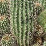 Echinocereus coccineus Leaf