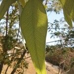 Eucalyptus alba Φύλλο