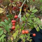 Sorbus aucupariaBlatt