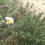 Cistus umbellatus Feuille