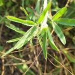 Trifolium purpureum Leaf