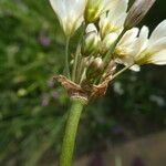 Nothoscordum gracile Цветок