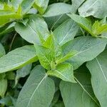 Mirabilis jalapaLeaf