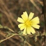 Lactuca serriolaBlodyn