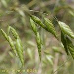 Bromus commutatus Fruit