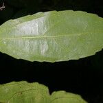 Hasseltiopsis dioica Hoja